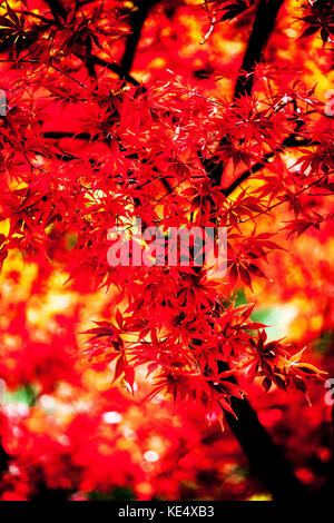 Acer palmatum arbre octobre jardin feuillage érable rouge feuilles d'automne lumière du soleil rouge feuilles d'automne abstrait Banque D'Images