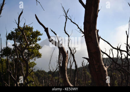 Le point de vue autour de mont papandayan. pas une très haute montagne, car il peut facilement être parcouru en une journée. pic a été prise à Garut, août 2014. Banque D'Images