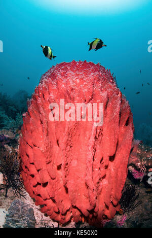 Deux poissons nagent au-dessus d'une éponge en tonneau, Raja Ampat, Indonésie. Banque D'Images