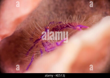 Un squat lobster sur un baril éponge, Raja Ampat, en Indonésie. Banque D'Images