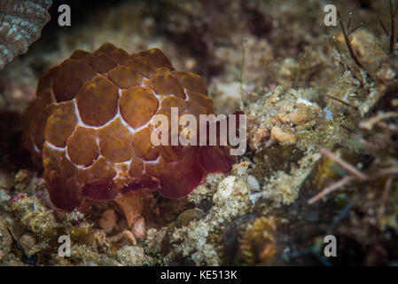 Une limace de mer dans son habitat naturel, Anilao, Philippines. Banque D'Images
