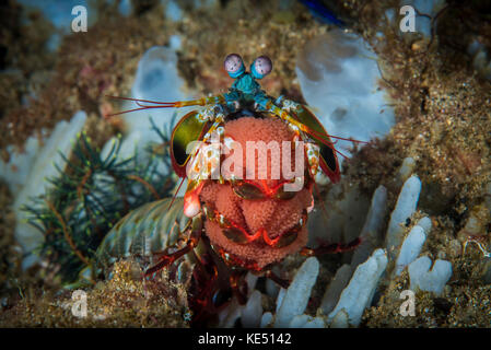 Une crevette mantis paon portant son ruban d'oeufs, Anilao, Philippines. Banque D'Images