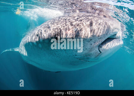 Requin baleine, mer de Cortez, Mexique. Banque D'Images