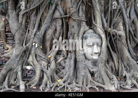 Probablement l'icône d'Ayutthaya historical park. La tête de Bouddha que coincé dans un arbre. pic a été prise en Thaïlande, janvier 2015. Banque D'Images