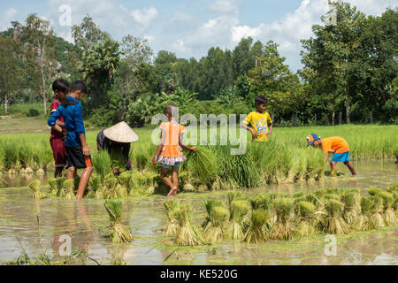 Petit garçon, petite fille, femme et homme petite récolte de riz dans un autre champ du plan sur une journée ensoleillée. L'agriculture est l'industrie principale dans le Viet Nam Banque D'Images