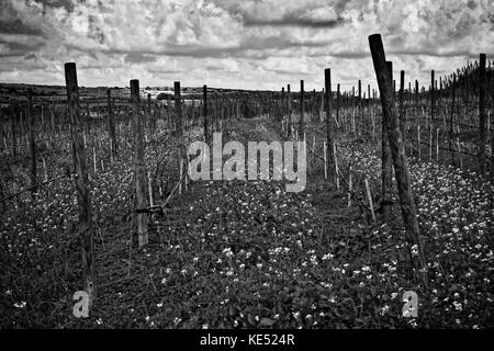 Vignoble des pôles dans un champ de bahrija en monochrome Banque D'Images