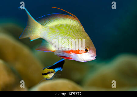 Poissons femelles d'anthias scaléfine nettoyés par un wrasse plus propre, mer de Bohol, Philippines. Banque D'Images