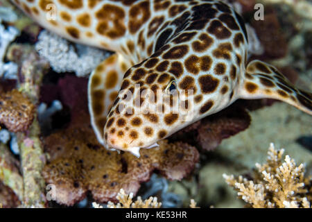 Le bambou marche requin, Milne Bay, en Papouasie-Nouvelle-Guinée. Banque D'Images