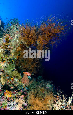 Reef scène, New Ireland, Papouasie Nouvelle Guinée. Banque D'Images