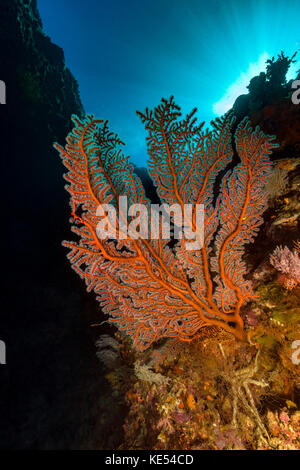 Sea fan gorgones avec des rayons de lumière en arrière-plan. Banque D'Images