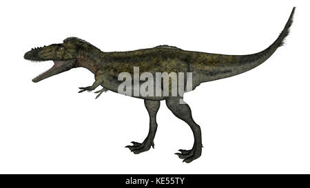 Dinosaure alioramus isolé sur fond blanc. Banque D'Images