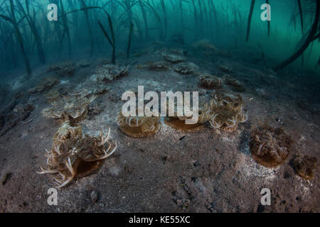 Les méduses inversées reposent sur le fond marin d'une forêt de mangroves dans le parc national de Komodo. Banque D'Images