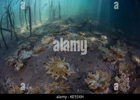 Les méduses à l'envers sur le fond d'une forêt de mangrove dans le parc national de Komodo. Banque D'Images