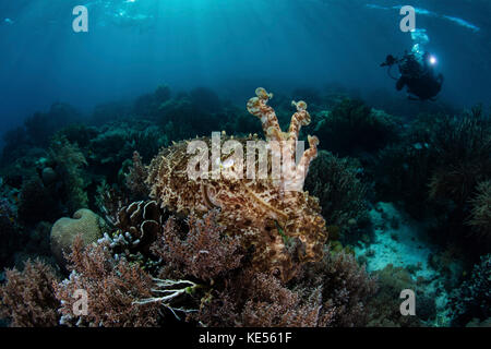 Une seiche à large club plane au-dessus d'un magnifique récif corallien dans le parc national de Komodo. Banque D'Images