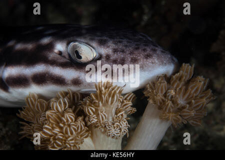 Un requin-chat corallien repose sur le fond marin dans le parc national de Komodo, en Indonésie. Banque D'Images