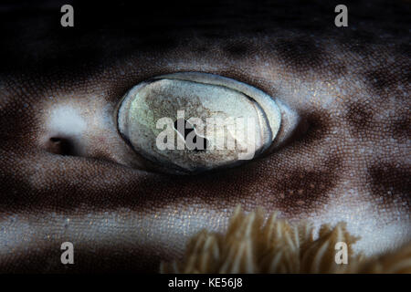 Un requin-chat corallien repose sur le fond marin dans le parc national de Komodo, en Indonésie. Banque D'Images