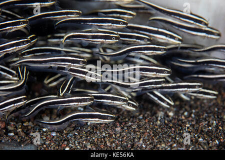 Une école de jeunes anguilles à rayures sur le fond de la piscine de poisson-chat. Banque D'Images