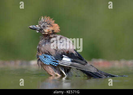 Eurasian jay (Garrulus glandarius) oiseau mouillé se trouve en eau peu profonde dans un bain d'oiseaux, siegerland, Rhénanie du Nord-Westphalie, Allemagne Banque D'Images