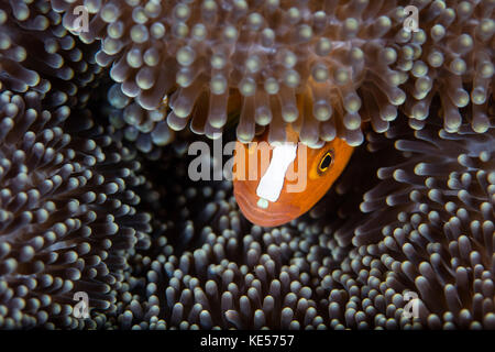 Un poisson clown orange jette hors de son hôte sur une Anémone Reef, l'Indonésie. Banque D'Images