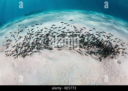 Une école de jeunes anguilles à rayures sur le fond de la piscine de poissons-chats dans le parc national de Komodo. Banque D'Images