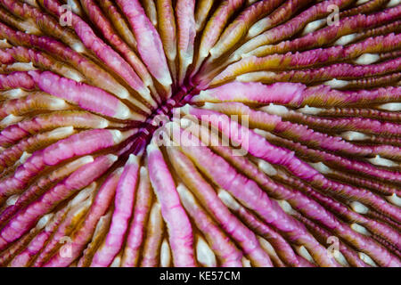 Détail d'un beau corail champignon poussant sur un récif dans les petites îles de la sonde. Banque D'Images