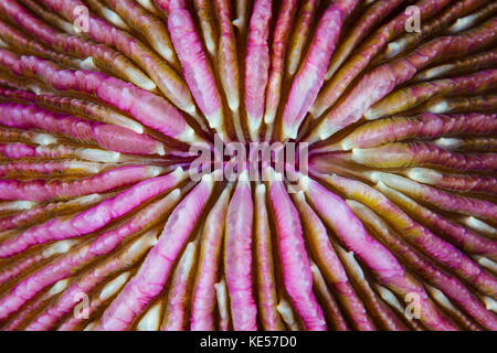 Détail d'un beau corail champignon poussant sur un récif dans les petites îles de la sonde. Banque D'Images