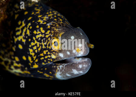 Une anguille de Moray flocon de neige jette un coup d'œil d'un trou sombre sur un récif. Banque D'Images