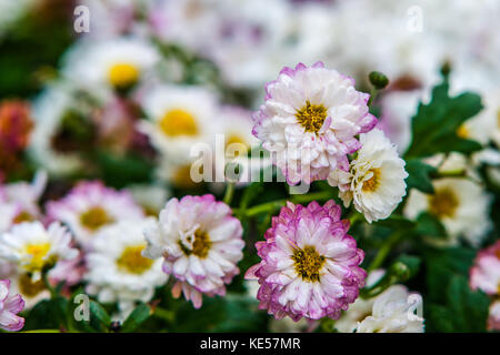 Blanc, rose, violet fleurs d'automne. gouttes de pluie. jour d'automne pluvieux et humide dans un jardin ou un parc Banque D'Images