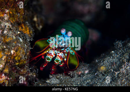 Un paon mantis shrimp rampe à travers un récif dans le parc national de Komodo. Banque D'Images