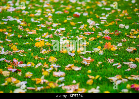 Les feuilles jaune humide sur une herbe vert vif. Automne doré scène. Banque D'Images