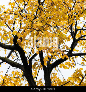 Tronc foncé ou noir d'un vieux tilleul à feuilles jaunes sur fond de ciel blanc. couvert temps de pluie d'une saison automne doré Banque D'Images