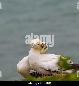 Paire de gnards du nord du Royaume-Uni (Moranus bassanus) isolés au bord de la falaise, cols entés, falaises de Bempton de RSPB. Rituel d'accouplement des oiseaux marins du Royaume-Uni. Banque D'Images