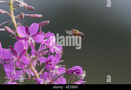 Gros plan détaillé (macro photographie) de l'abeille britannique en vol stationnaire isolée par rosebay rose fleur willowherb plante, l'après-midi d'été Banque D'Images