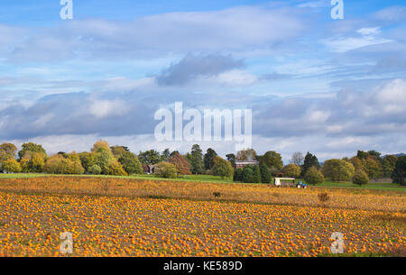 Scène paysage montrant les citrouilles d'être récoltés dans les champs de Worcestershire, prêt pour l'Halloween. Les agriculteurs à faire le maximum de soleil et ciel bleu. Banque D'Images