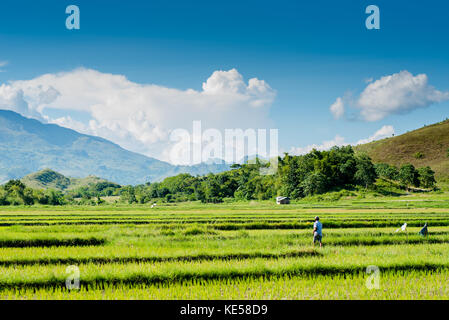 Champ de riz à Nueva Vizcaya, philippines. Banque D'Images