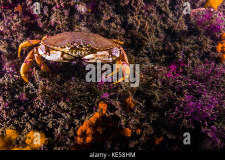 Crabe de l'Atlantique, dans le Maine. Banque D'Images