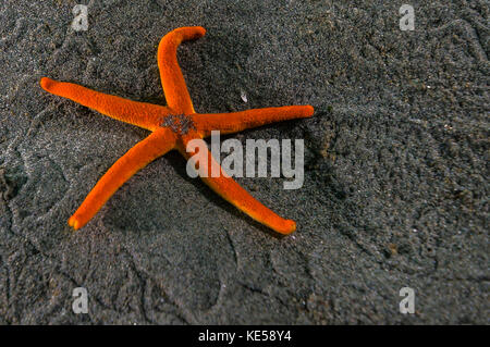 Pacific Blood Star Banque D'Images