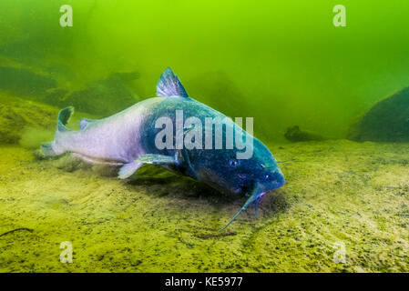 Un poisson-chat bleu piscine le long du fond d'une carrière dans le Kansas. Banque D'Images