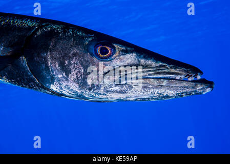 Un barracuda à Grand Cayman, îles Caïmans. Banque D'Images