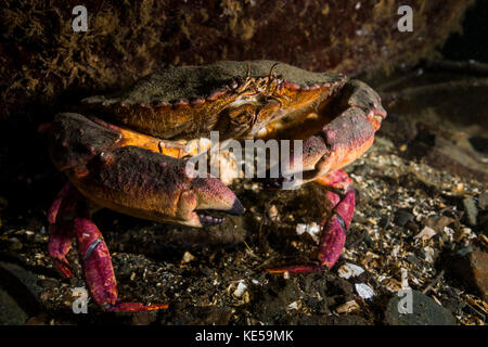 Crabe rocheux dans le canal Hood, Puget Sound, Washington. Banque D'Images