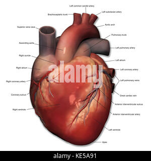 Vue antérieure de l'anatomie cardiaque humaine avec annotations. Banque D'Images