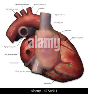 Vue latérale droite de l'anatomie cardiaque humaine avec annotations. Banque D'Images