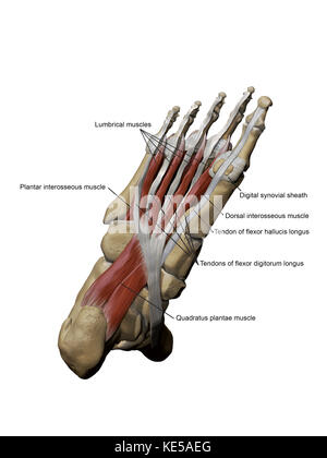 Modèle 3d du pied représentant l'intermédiaire plantaire muscles et structures osseuses. Banque D'Images