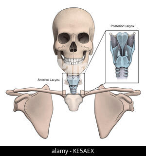 Larynx antérieur et postérieur et anatomie squelettique. Banque D'Images