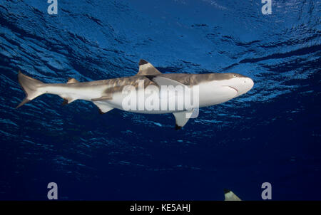 Blacktip reef shark, Yap, Micronésie. Banque D'Images