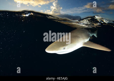 Blacktip reef shark, Yap, Micronésie. Banque D'Images