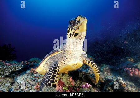 Tortue de mer Hawksbill, atoll d'Ari du Sud, Maldives. Banque D'Images