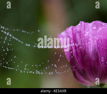 Chargé de rosée Holding on to web fleur de pavot avec de minuscules gouttelettes sur bug Banque D'Images