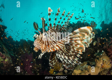 Poisson-papillon commun, Pterois miles, Fury Shoal, Red Sea, Egypt Banque D'Images