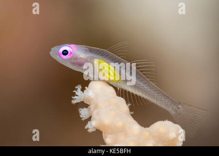 Bryaninops natans gobie, redeye, Marsa Alam, red sea, Egypt Banque D'Images